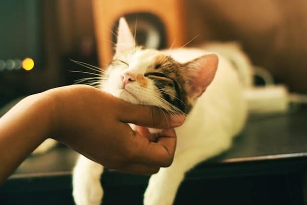 Comment dresser son chat à faire ses griffes sur un griffoir