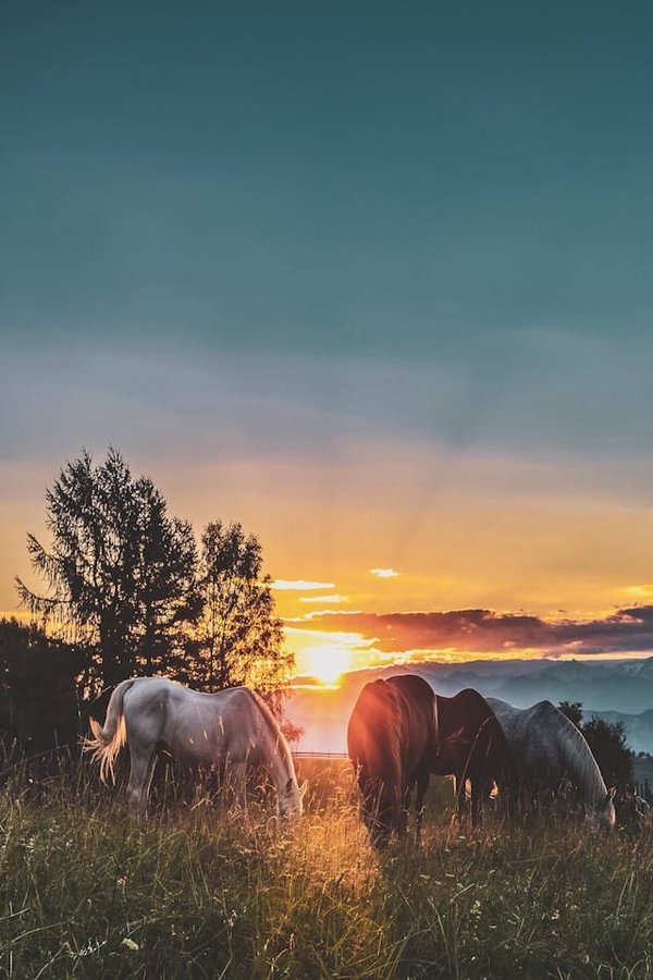 CARBO STOP : Une approche naturelle pour soutenir la santé intestinale de votre cheval