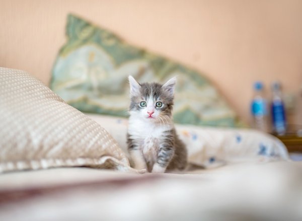 Mauvaise odeur chez un chat : les signes pour le reconnaitre