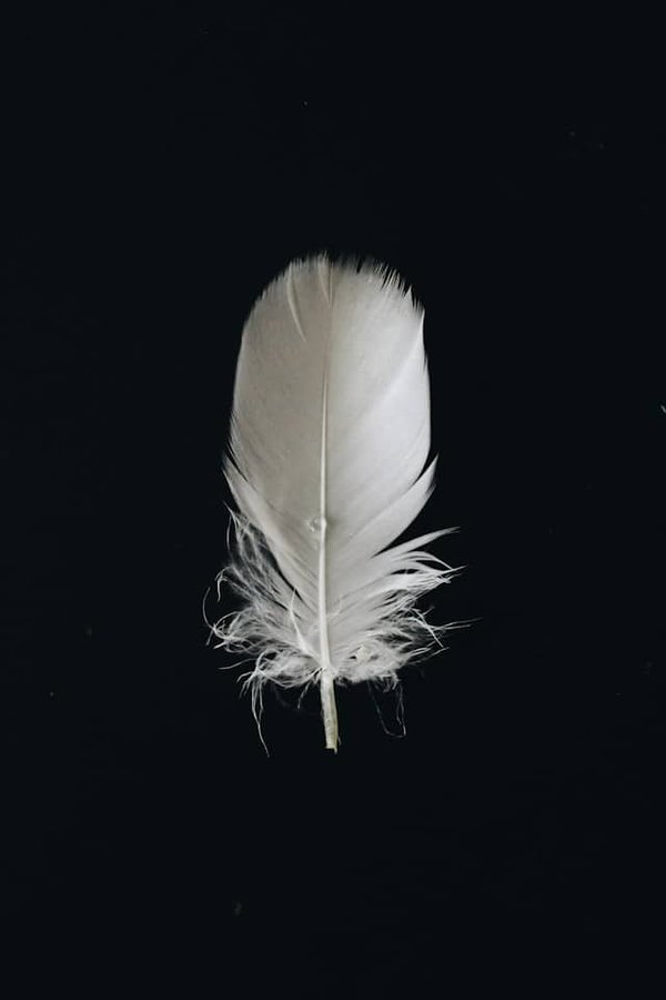 Faut il garder les plumes que l'on trouve?